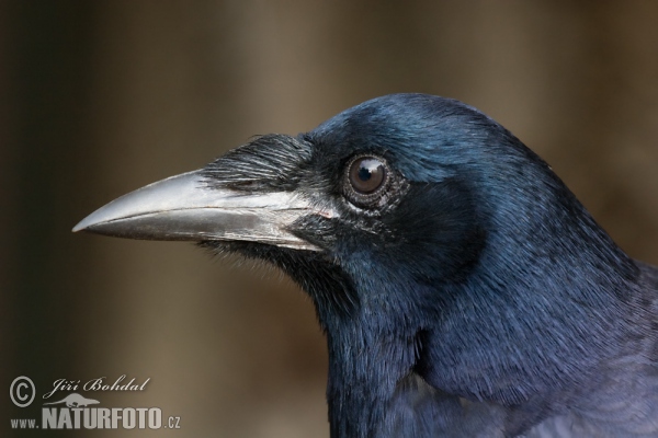 Rook (Corvus frugilegus)