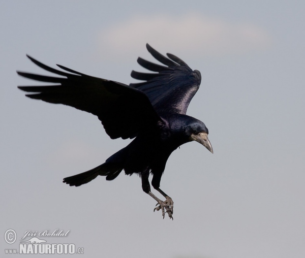 Rook (Corvus frugilegus)