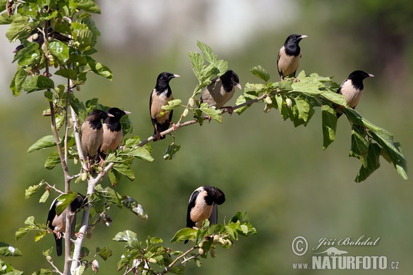 Rose-coloured Starling (Pastor roseus)