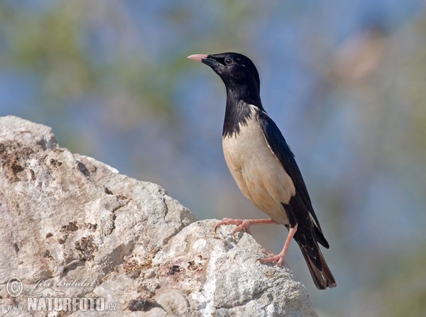 Rose-coloured Starling (Pastor roseus)