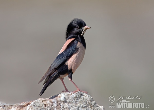 Rose-coloured Starling (Pastor roseus)