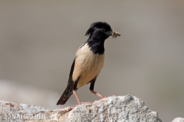 Rose-coloured Starling (Pastor roseus)