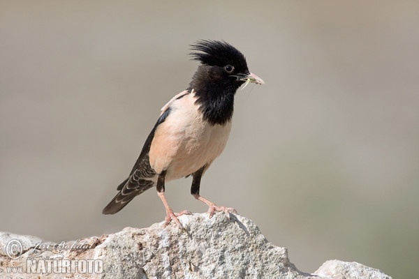 Rose-coloured Starling (Pastor roseus)