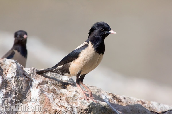 Rose-coloured Starling (Pastor roseus)