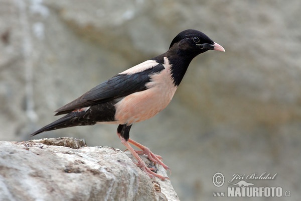 Rose-coloured Starling (Pastor roseus)