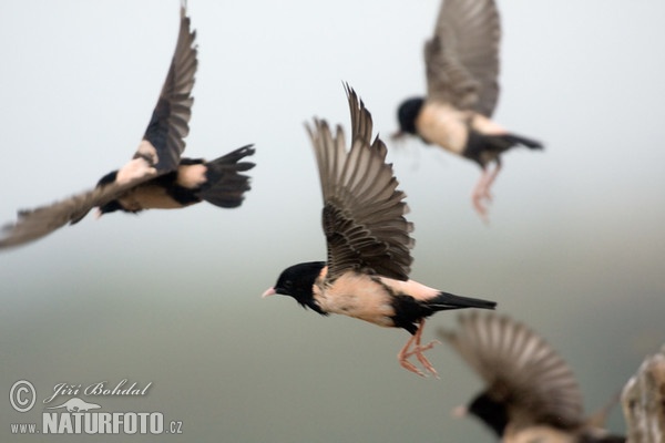 Rose-coloured Starling (Pastor roseus)