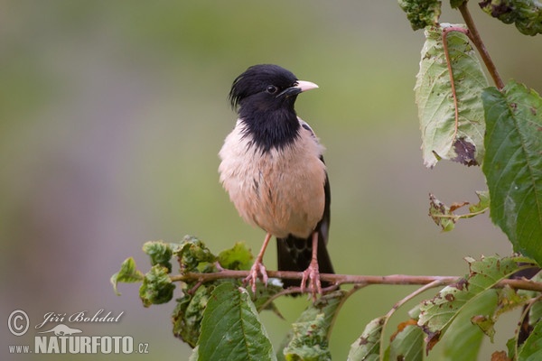 Rose-coloured Starling (Pastor roseus)