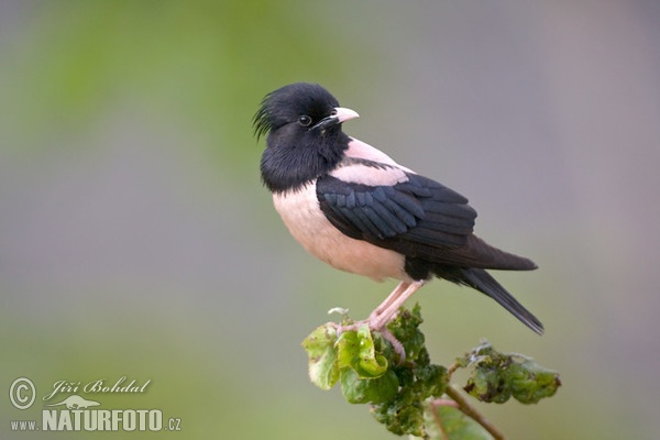 Rose-coloured Starling