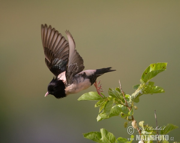 Rose-coloured Starling (Pastor roseus)