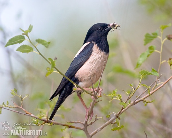 Rose-coloured Starling (Pastor roseus)