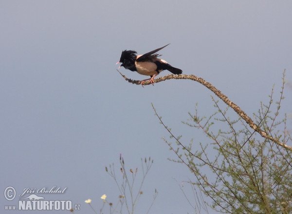 Rose-coloured Starling (Pastor roseus)