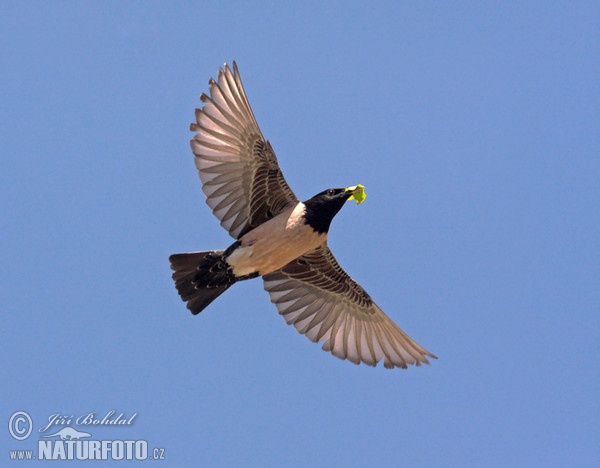 Rose-coloured Starling (Pastor roseus)