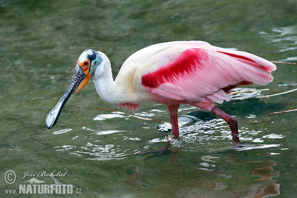 Roseate Spoonbill (Platalea ajaja)