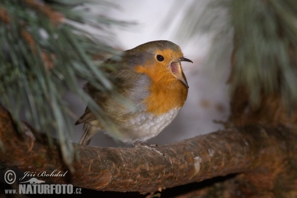 Rouge-gorge familier