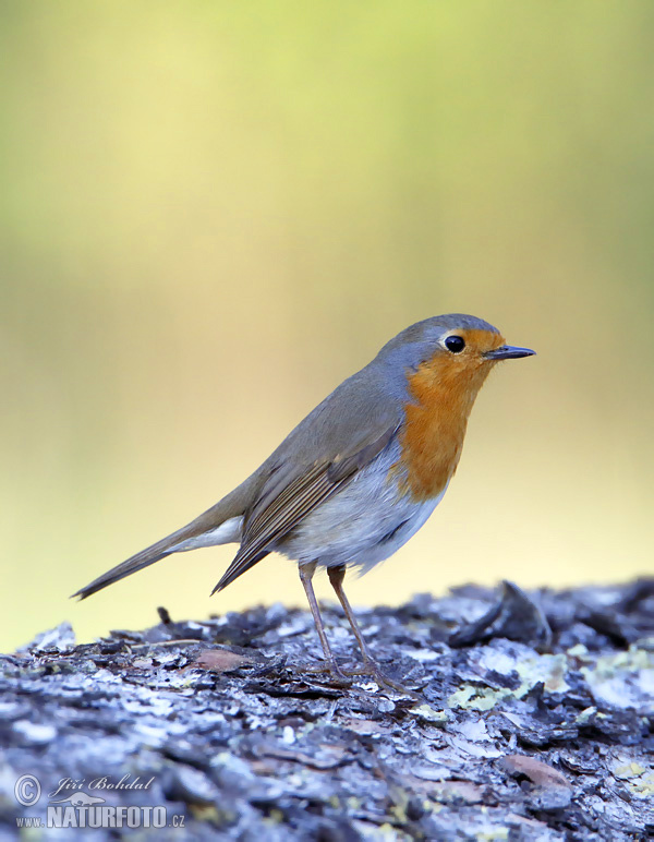 Rouge-gorge familier