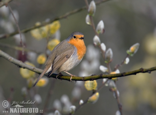 Rouge-gorge familier