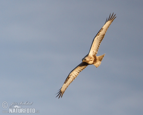 Rough-legged Buzzard (Buteo lagopus)