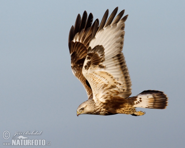 Rough-legged Buzzard (Buteo lagopus)