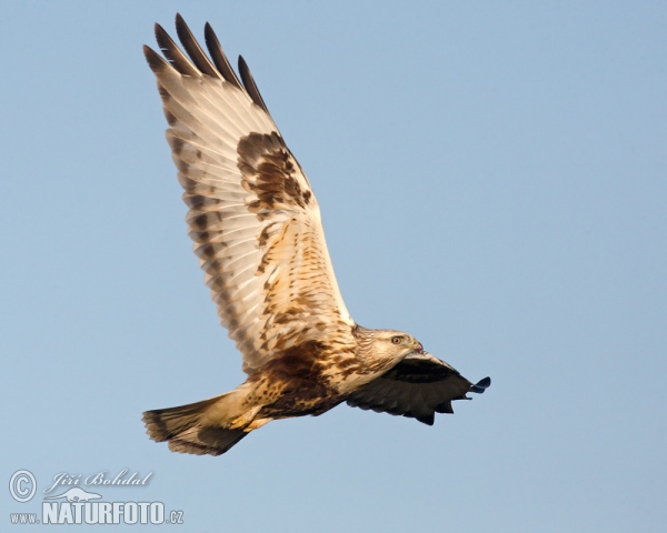 Rough-legged Buzzard (Buteo lagopus)