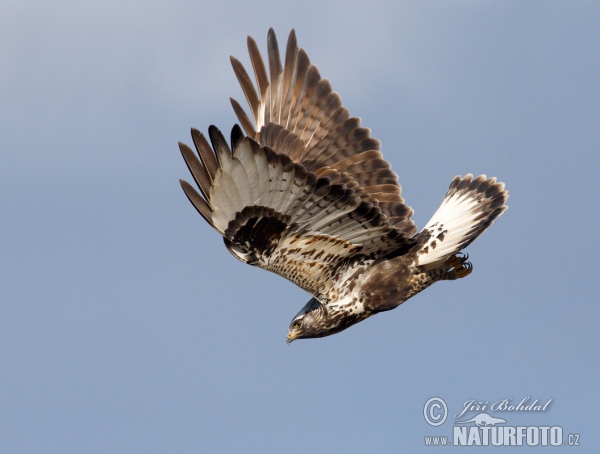 Rough-legged Buzzard (Buteo lagopus)