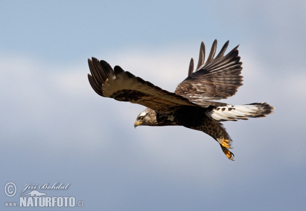 Rough-legged Buzzard (Buteo lagopus)