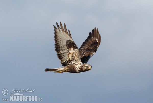 Rough-legged Buzzard (Buteo lagopus)