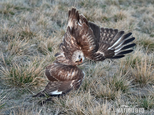 Rough-legged Buzzard (Buteo lagopus)