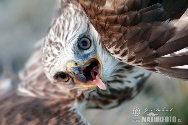 Rough-legged Buzzard (Buteo lagopus)