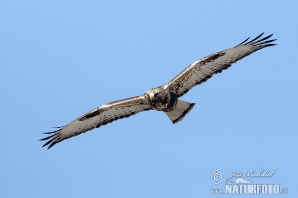 Rough-legged Buzzard (Buteo lagopus)