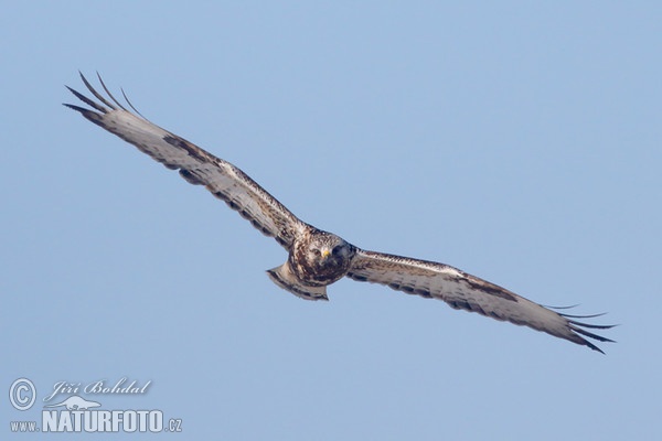 Rough-legged Buzzard (Buteo lagopus)