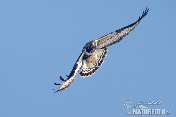 Rough-legged Buzzard (Buteo lagopus)