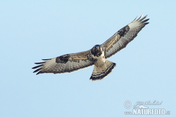 Rough-legged Buzzard (Buteo lagopus)