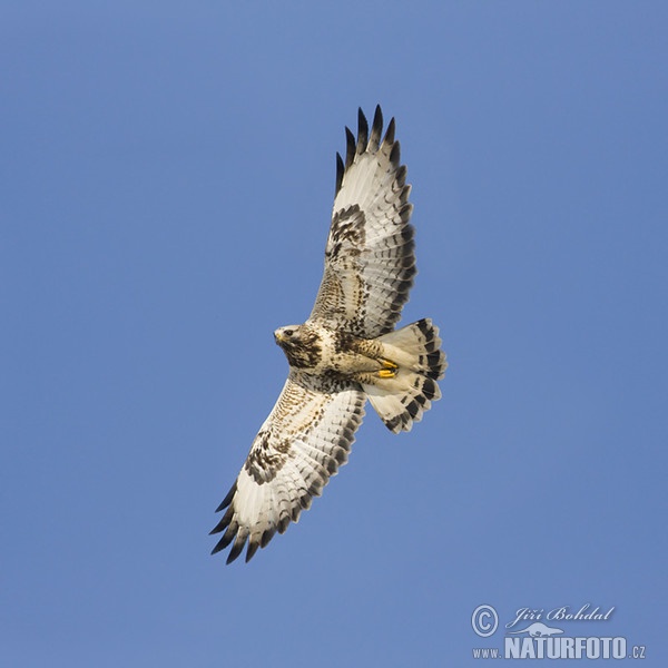 Rough-legged Buzzard (Buteo lagopus)