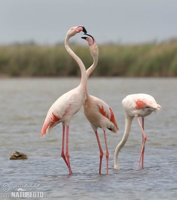 Rózsás flamingó