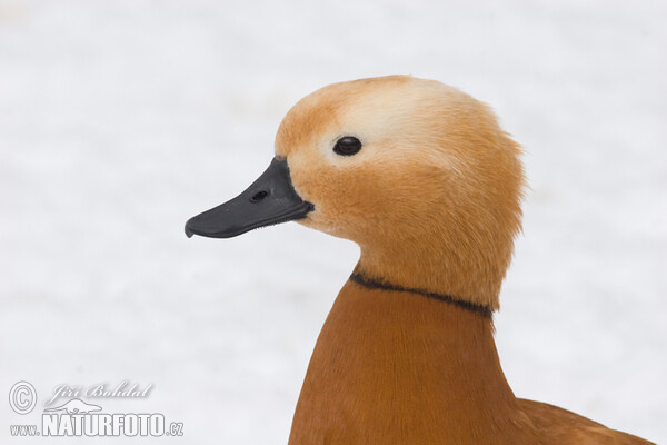 Ruddy Sheldnek (Tadorna ferrugienea)