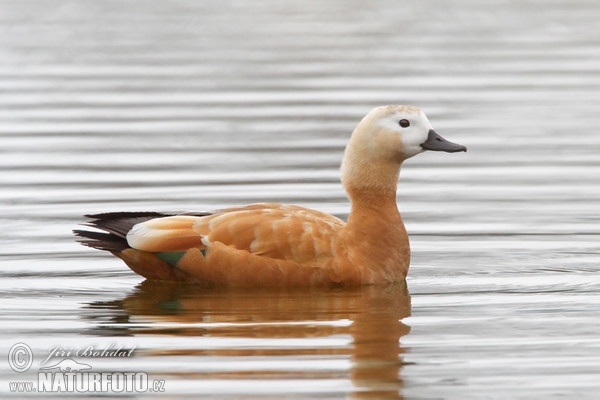 Ruddy Sheldnek (Tadorna ferrugienea)