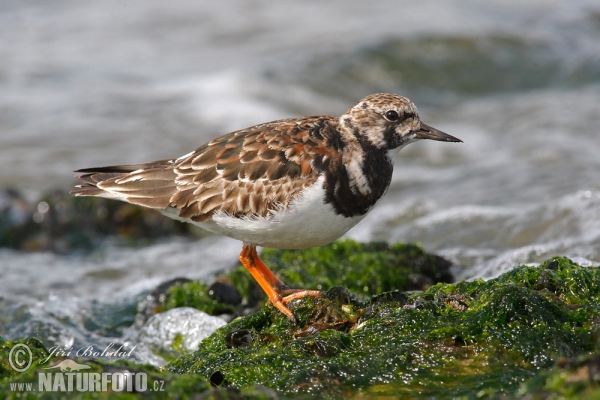 Ruddy Turnstone (Arenaria interpres)