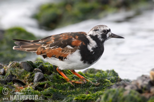 Ruddy Turnstone (Arenaria interpres)