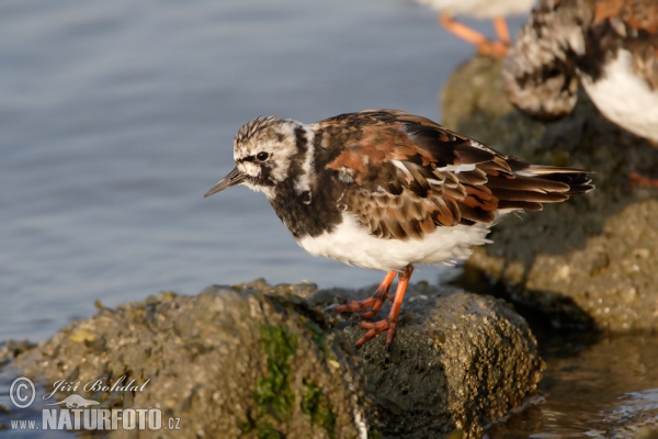 Ruddy Turnstone (Arenaria interpres)