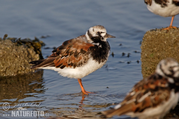 Ruddy Turnstone (Arenaria interpres)