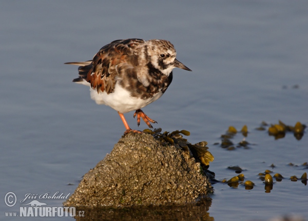 Ruddy Turnstone (Arenaria interpres)