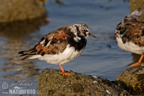 Ruddy Turnstone (Arenaria interpres)