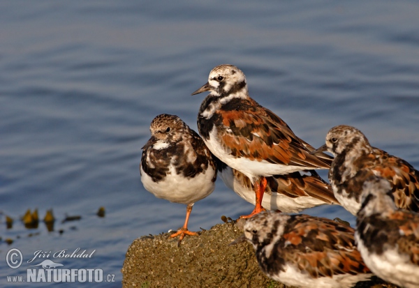 Ruddy Turnstone (Arenaria interpres)