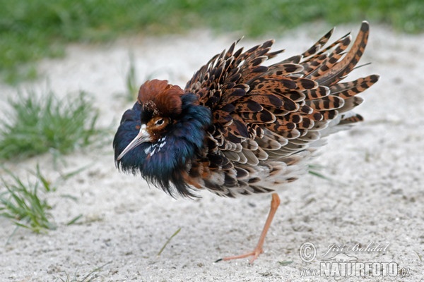 Ruff (Philomachus pugnax)