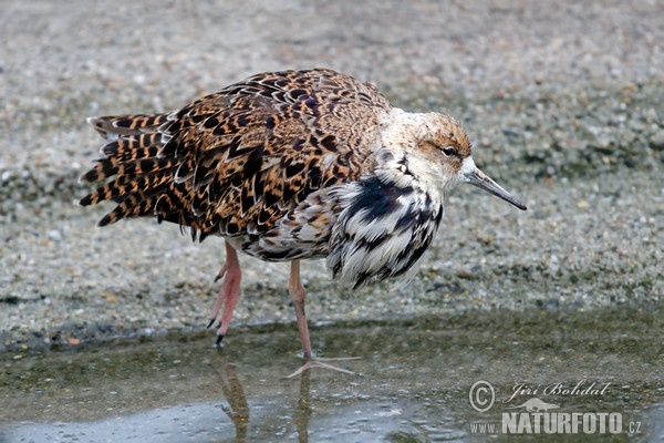 Ruff (Philomachus pugnax)