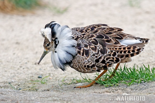 Ruff (Philomachus pugnax)