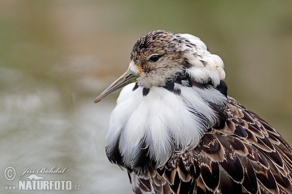 Ruff (Philomachus pugnax)