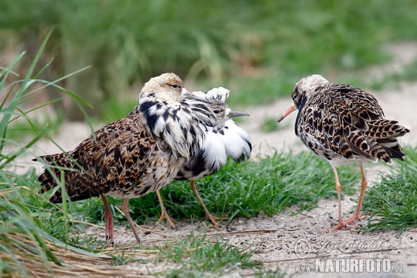 Ruff (Philomachus pugnax)