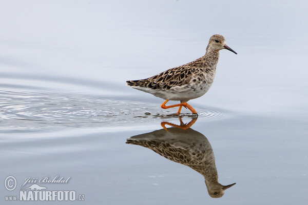 Ruff (Philomachus pugnax)