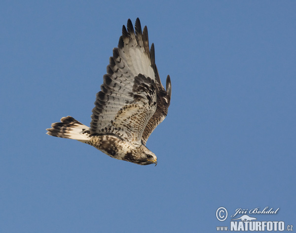 Ruigpootbuizerd